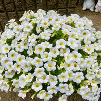 カリブラコア,スーパーベル,ミリオンベル,スーパーベル ホーリーカウ,ミリオンベル　プチホイップ　レッドの画像