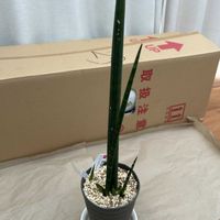 サンスベリア,サンスベリア キリンドリカ,サンセベリア スタッキー,ダイソー,ダイソー産の画像