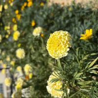 クラスペディアの画像