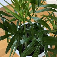 テーブルヤシ,インテリアグリーン,葉っぱ好き,観葉植物がスキ,観葉植物のある暮らしの画像