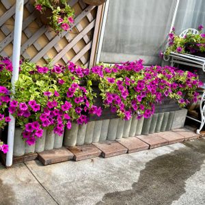 ニチニチソウ,ベゴニア,サフィニア,サフィニア  パープル,プランターの画像
