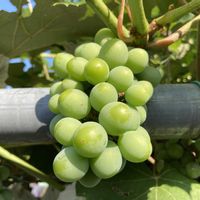 ブドウ,花壇,果物,ガーデニング,つる性植物の画像