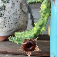 アデニア・グラウカ,草間彌生,コピアポア ヒポガエア,フェルニア ゼブリナ錦,Dyckia Gray Ops x ljigenの画像