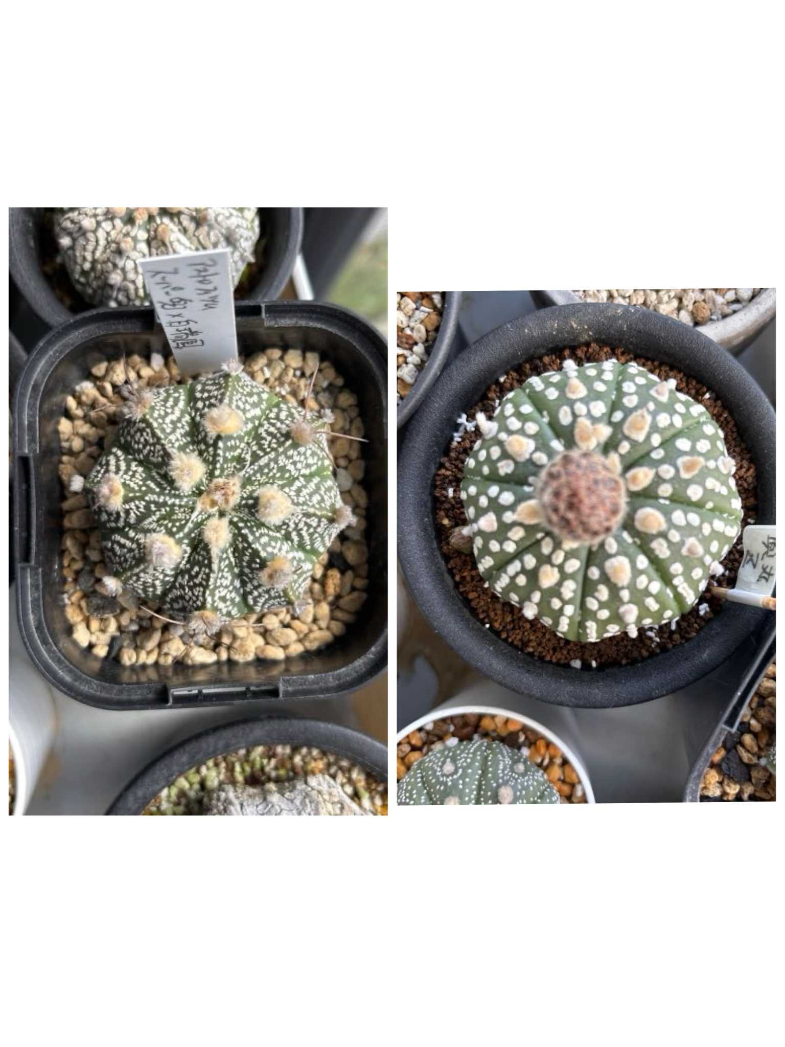 実生品種‼️花サボテン はにまる プ*月様 花サボテン №7-91 希少な実生苗 1点のみ - メルカリ
