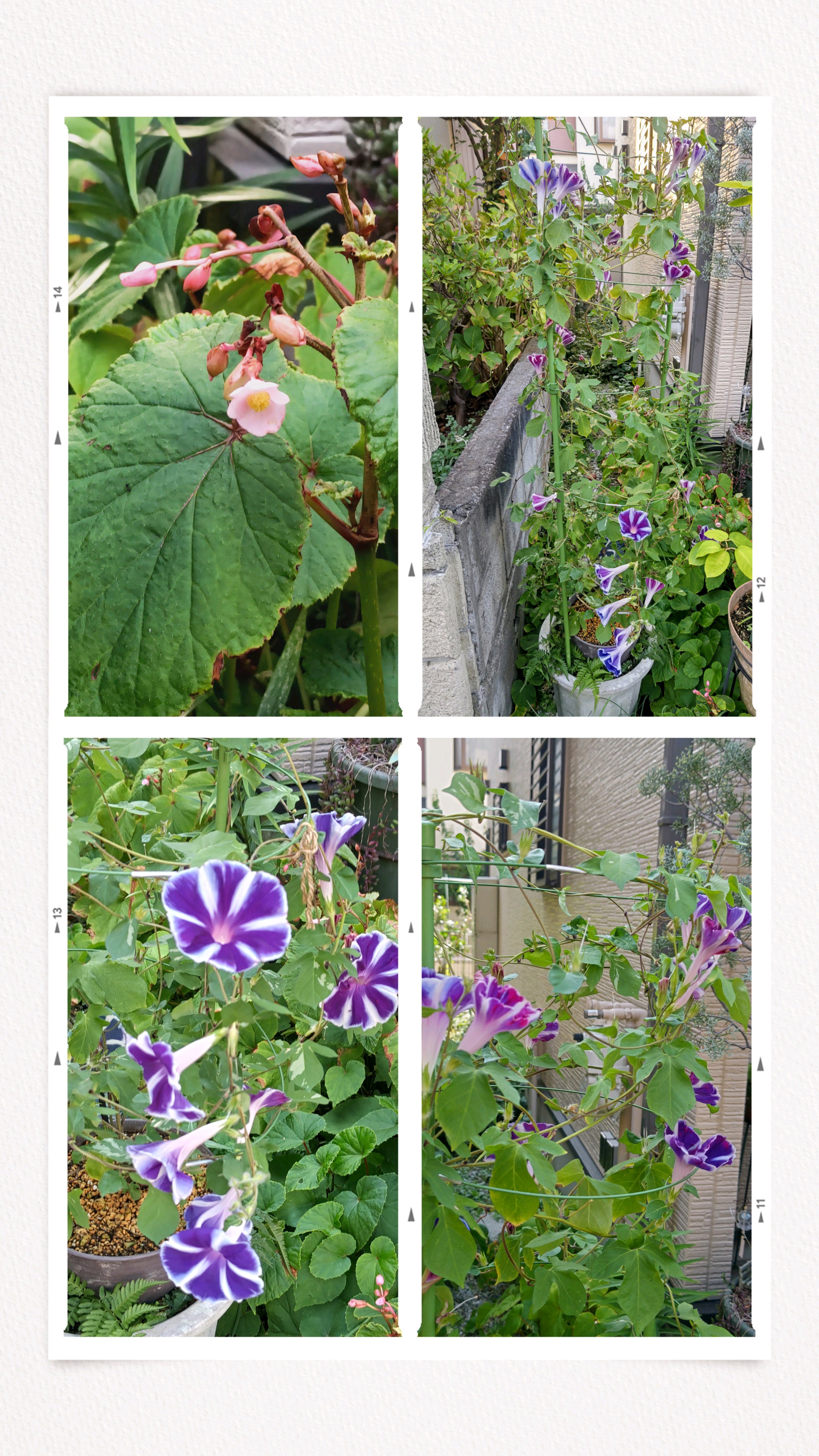 No.665 曜白朝顔富士の紫、開花記録①2025/0731｜🍀GreenSnap