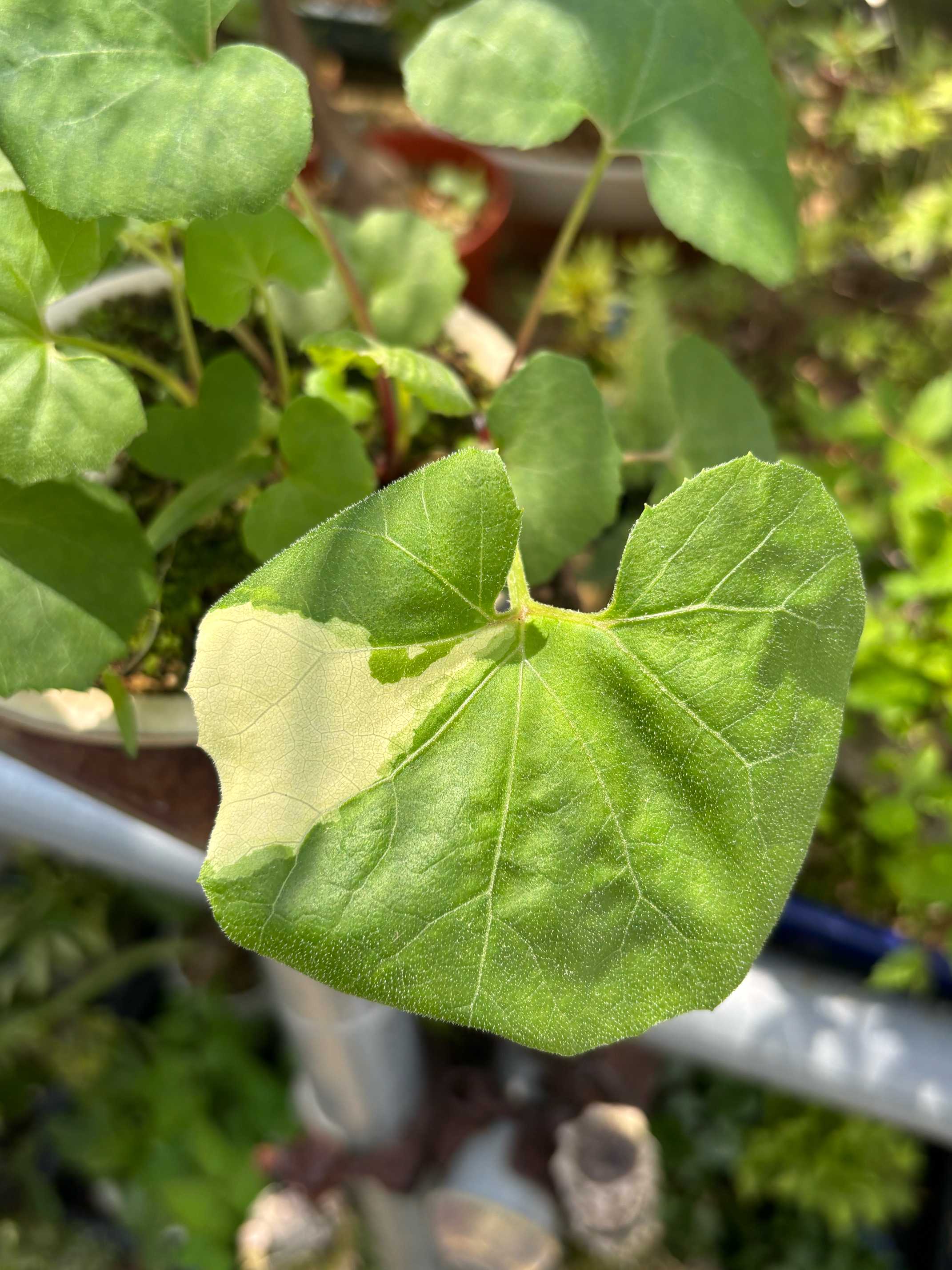 見つけた斑入り2025｜🍀GreenSnap（グリーンスナップ）