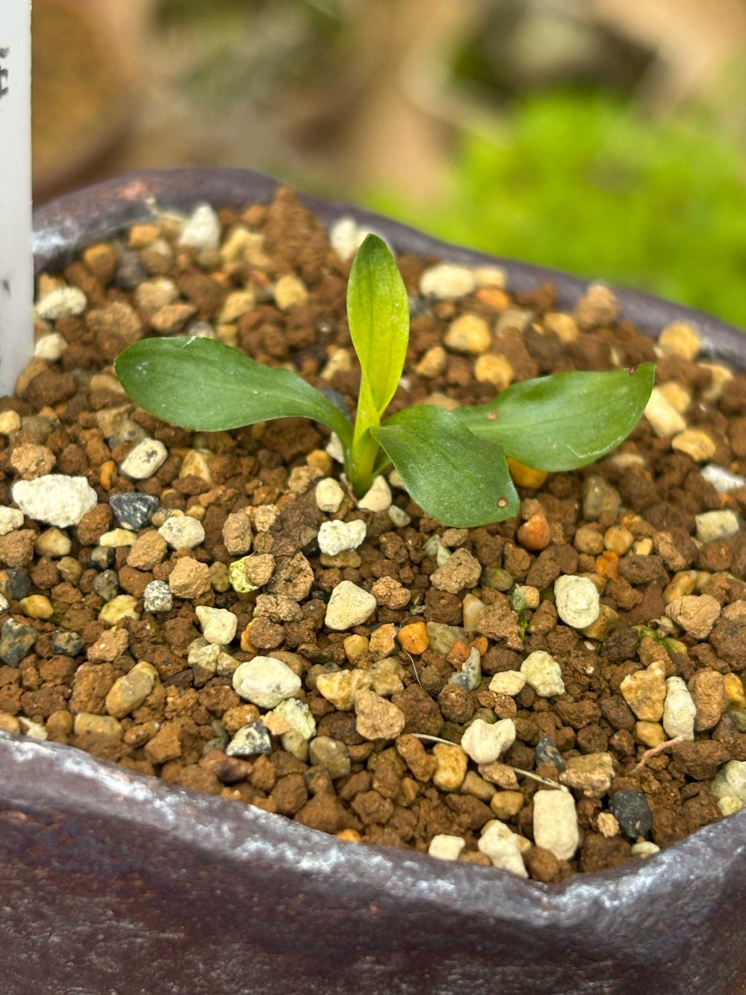 見つけた斑入り2025｜🍀GreenSnap（グリーンスナップ）