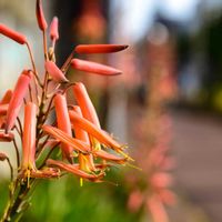 アロエ,キダチアロエ,蘆薈,蘆薈ロカイ,多肉植物の画像