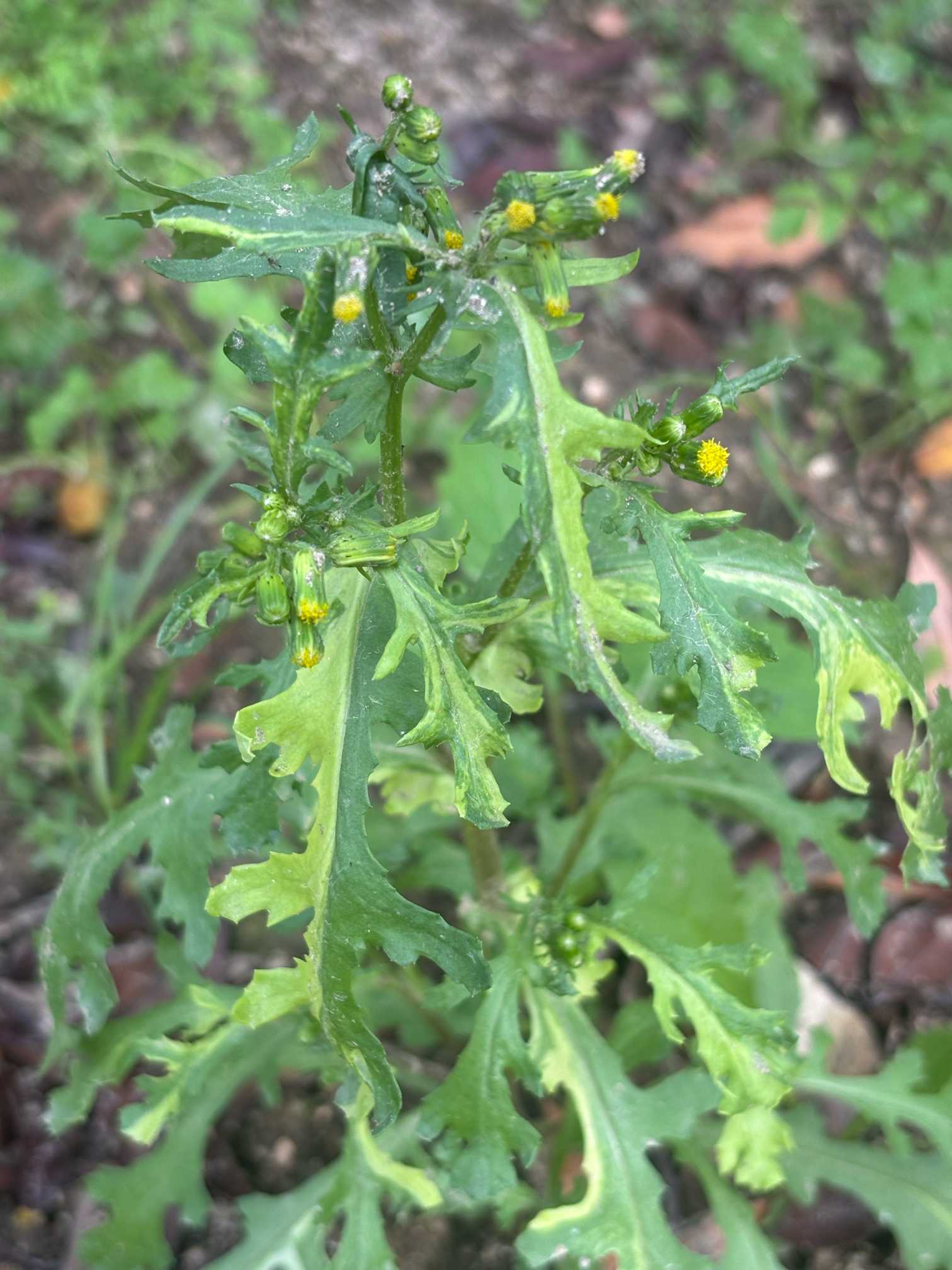 見つけた斑入り2025｜🍀GreenSnap（グリーンスナップ）