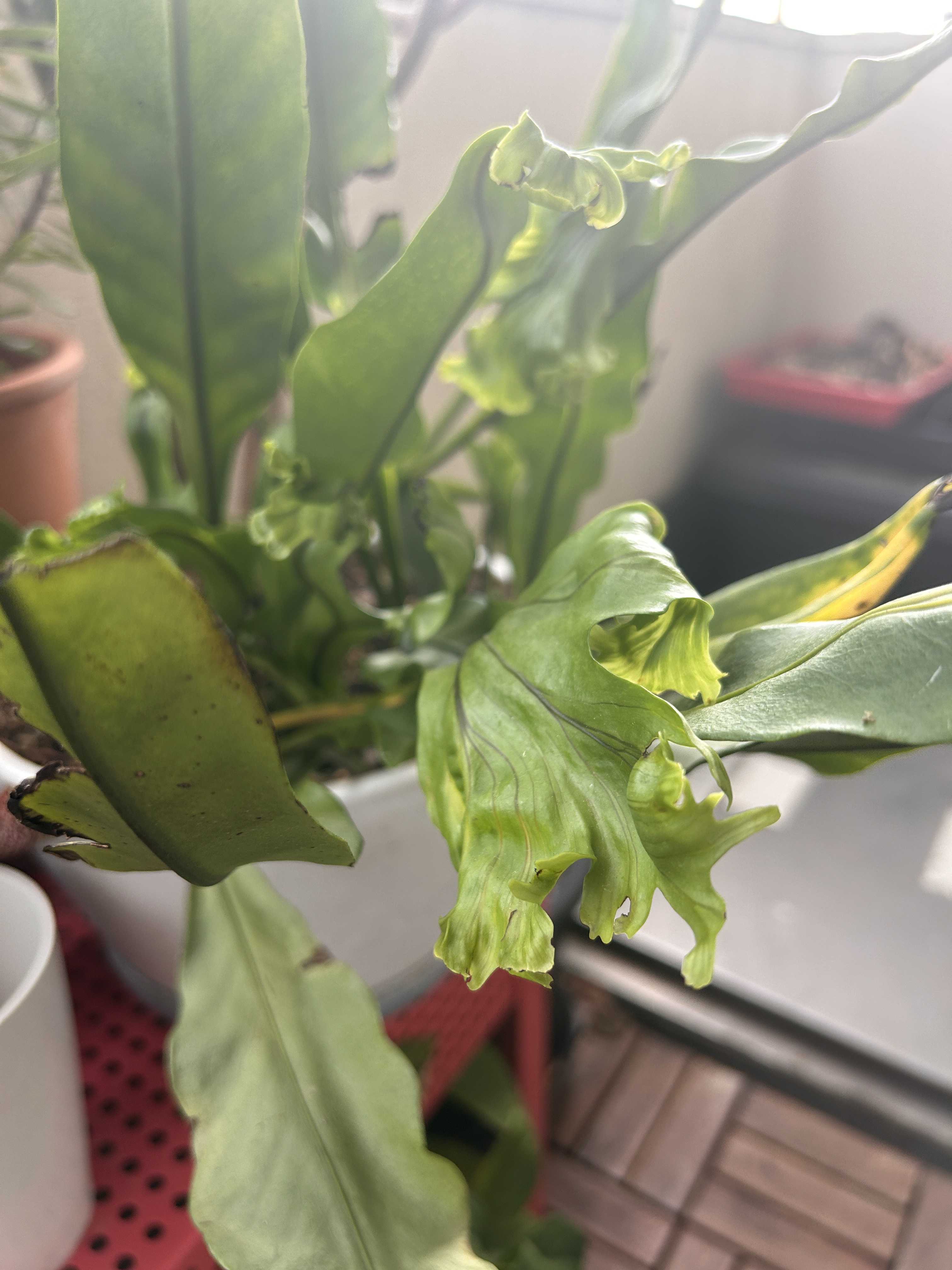 チャメロプスの一覧｜🍀GreenSnap（グリーンスナップ）