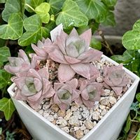 ハオルチア,ハオルチア　ロゼア,紅葉する多肉,多肉まみれ,多肉群生の画像