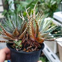 十二の巻,植物のある暮らし,多肉植物のある暮らし,斑入り好き,植欲が止まらないの画像