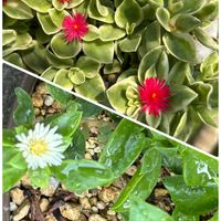 ベビーサンローズ,ビアホップ ,フェルニア 蛾角,ビカクシダ ネザーランド,スタペリア 大花犀角の画像