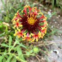 ガイラルディア,こぼれ種,庭の画像