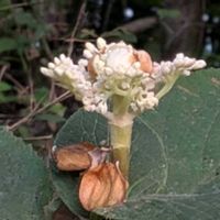 タマアジサイ,ヤブミョウガ,ヤブミョウガ,ヤブミョウガ（薮茗荷）,トンボ♪の画像