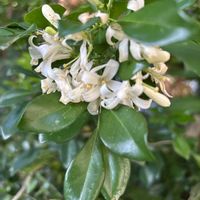 ゲッキツの画像