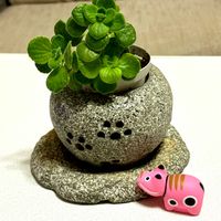ハナビシソウ,ヤグルマギク,エゾミソハギ,アロマ ティカス,可愛い〜♡の画像