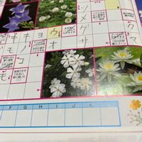 ニリンソウの画像