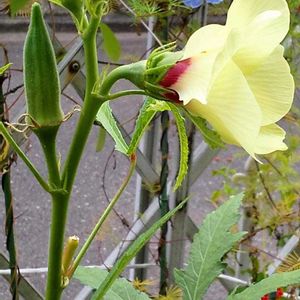 オクラ,夏野菜,庭の画像
