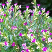 クフェア,花言葉,ピンクワールドへ ようこそ,しあわせ運べるように,いつも心に太陽をの画像