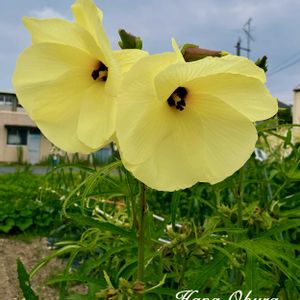 オクラ,オクラ,花オクラ,ビタミンカラー,꒰ღ˘◡˘ற꒱かわゅ~の画像