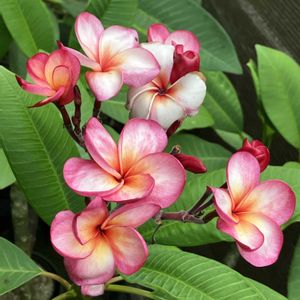 ハイビスカス,プルメリア,プルメリア,ホヤ・カルノーサ,多肉植物の画像