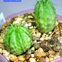オベサ,オベサブロウ,ユーフォルビア オベサブロウ,ユーフォルビア,植物男子ベランダーの画像