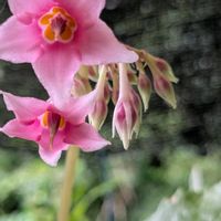 山野草,スマホ撮影,棚の画像