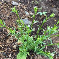 タネツケバナの画像