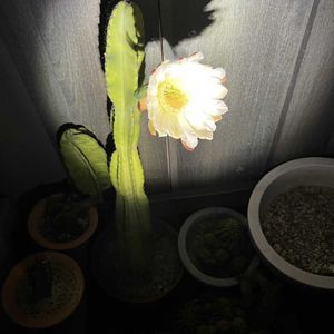 柱サボテン,ジャンク,ジャンクガーデン,シャビーの画像