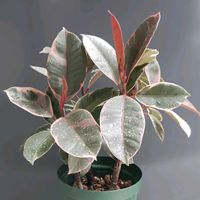 フィカス・ティネケ,観葉植物,熱帯植物,フィカス属,botanical lifeの画像