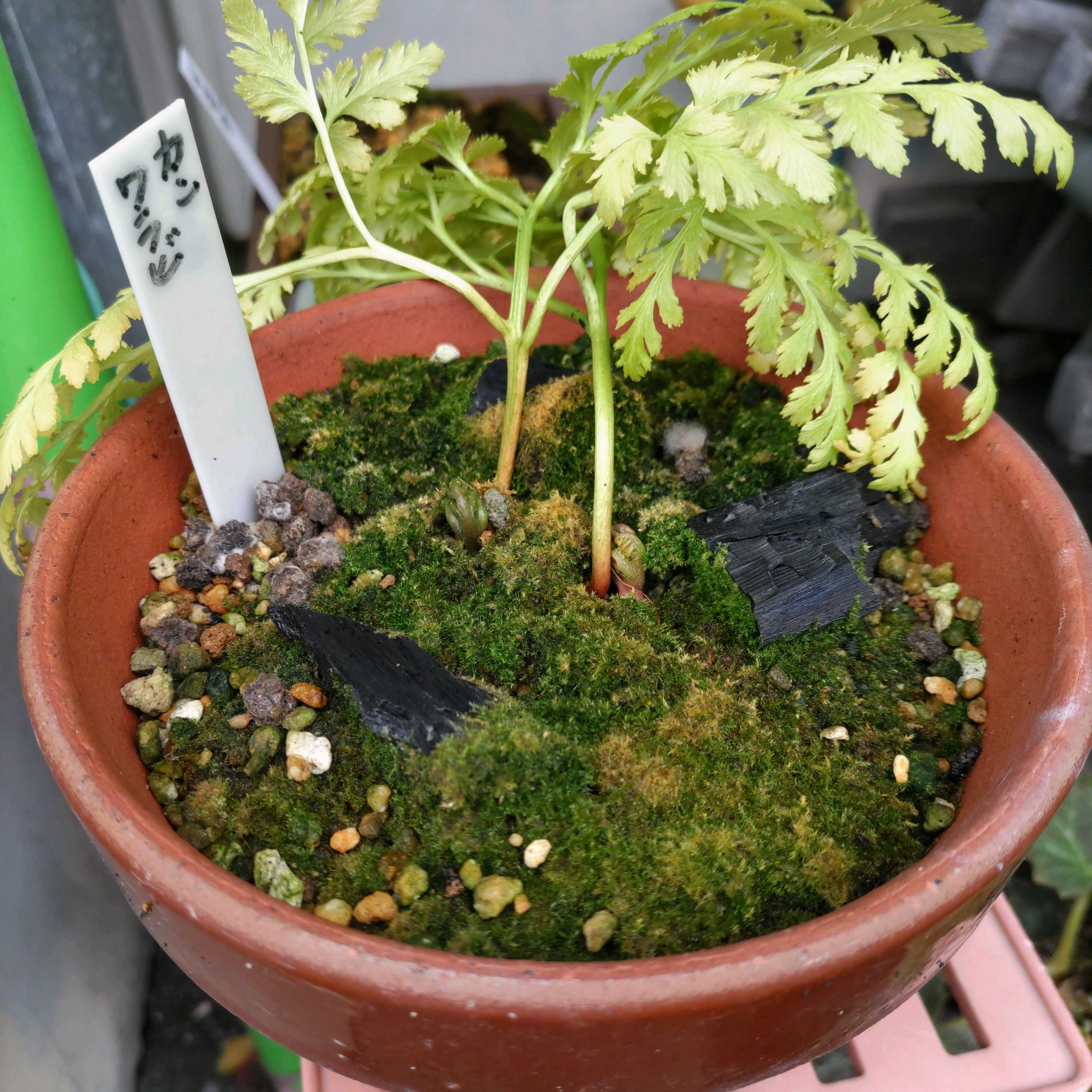 カンアオイの育て方｜植え付けや植え替えの時期は？｜🍀GreenSnap