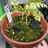 デンドロビウム,カンアオイ,ギンギアナム,寒ワラビ,山野草の画像