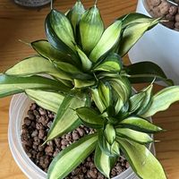サンスベリア,サンスベリア,観葉植物,ハイドロカルチャー,サンスベリア属の画像