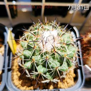 サボテン,コリファンタ属 金環食,金環蝕,コリファンタ  金環蝕,コリファンタ パリダの画像