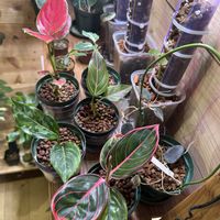 アグラオネマ,アグラオネマーズ,観葉植物,ハイドロカルチャー,ハイドロボールの画像