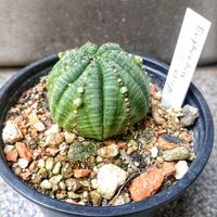 ユーフォルビア シンメトリカ,ユーフォルビア,植物のある暮らし,植欲が止まらない,GS映えの画像