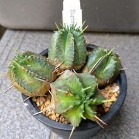 ユーフォルビア 貴青玉,ユーフォルビア,トゲトゲ,植物のある暮らし,トゲトゲのある暮らしの画像