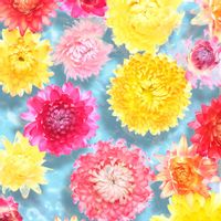 ヘリクリサム,花手水（はなちょうず）,ドライフラワー,花のある暮らし,暑さに強いの画像