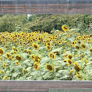 ヒマワリ,ひまわり,岐阜県,多肉男子,フラワーパーク江南の画像