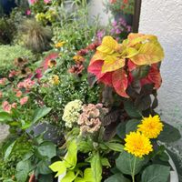 ケイトウ,ハゲイトウ,ヘリアンサス"ロドンゴールド",2025寄せ植え,玄関アプローチの画像