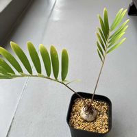 ザミア,ザミア フロリダーナ,新芽,ザミア属,ベランダの画像
