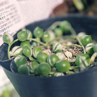 グリーンネックレス,斑入りグリーンネックレス,斑入りグリーンネックレス,多肉植物,観葉植物の画像