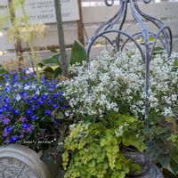 ロベリア,リシマキア・ペルシアンチョコレート,リシマキア オーレア,ユーフォルビア ダイヤモンドスノー,寄せ植えの画像