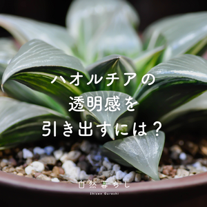観葉植物,植物のある暮らし,肥料,自然のある暮らし,観葉植物のある暮らしの画像
