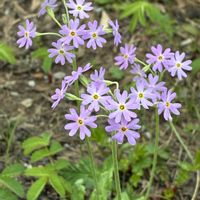 ユキワリソウ,山野草,登山,高山植物類,八方尾根の画像