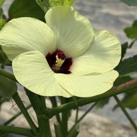 ユキワリソウ,オクラの花,オクラの花,トンボ♪,今日のお花の画像