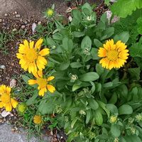 ガイラルディア,地植え,花のある暮らし,小さい花壇,狭い花壇の画像