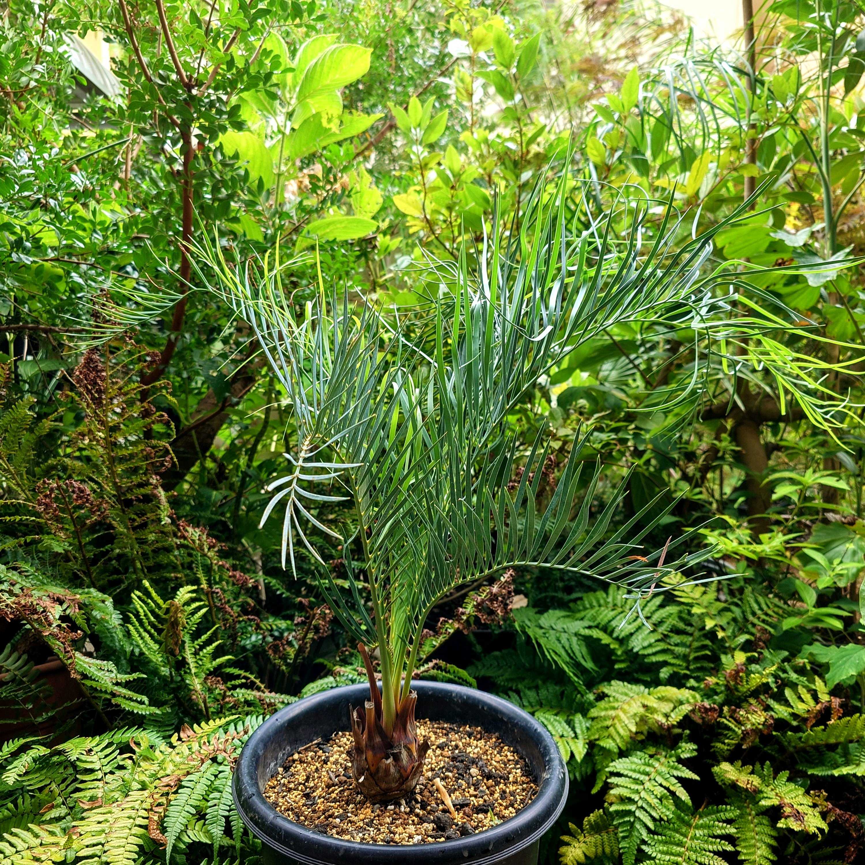 サイカス クリビコーラの一覧｜🍀GreenSnap（グリーンスナップ）