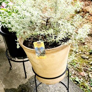 アイビーゼラニウム,ホヤ・カルノーサ,ウエストリンギア（オーストラリアンローズマリー）,鉢植え,新しい仲間の画像